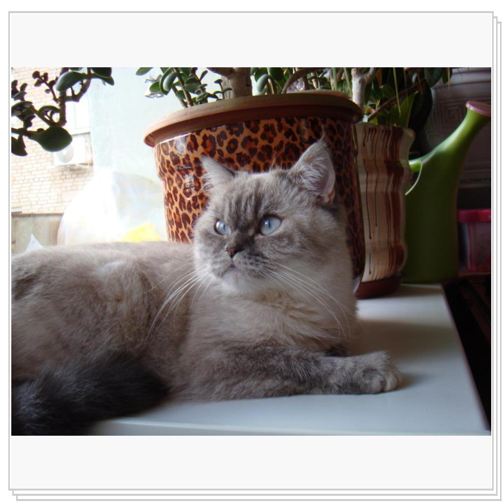 Мотя любит позировать