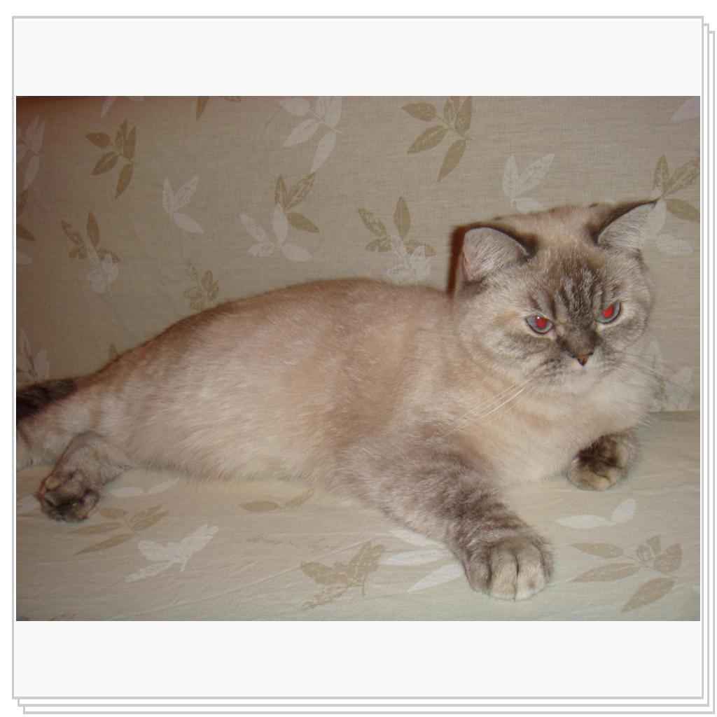 Мотильда красавица