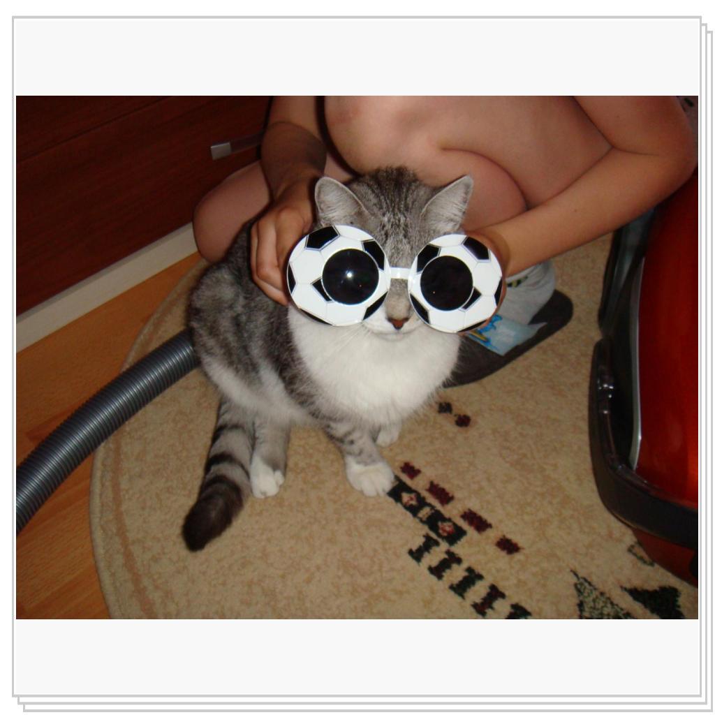 Кошко-енот)))