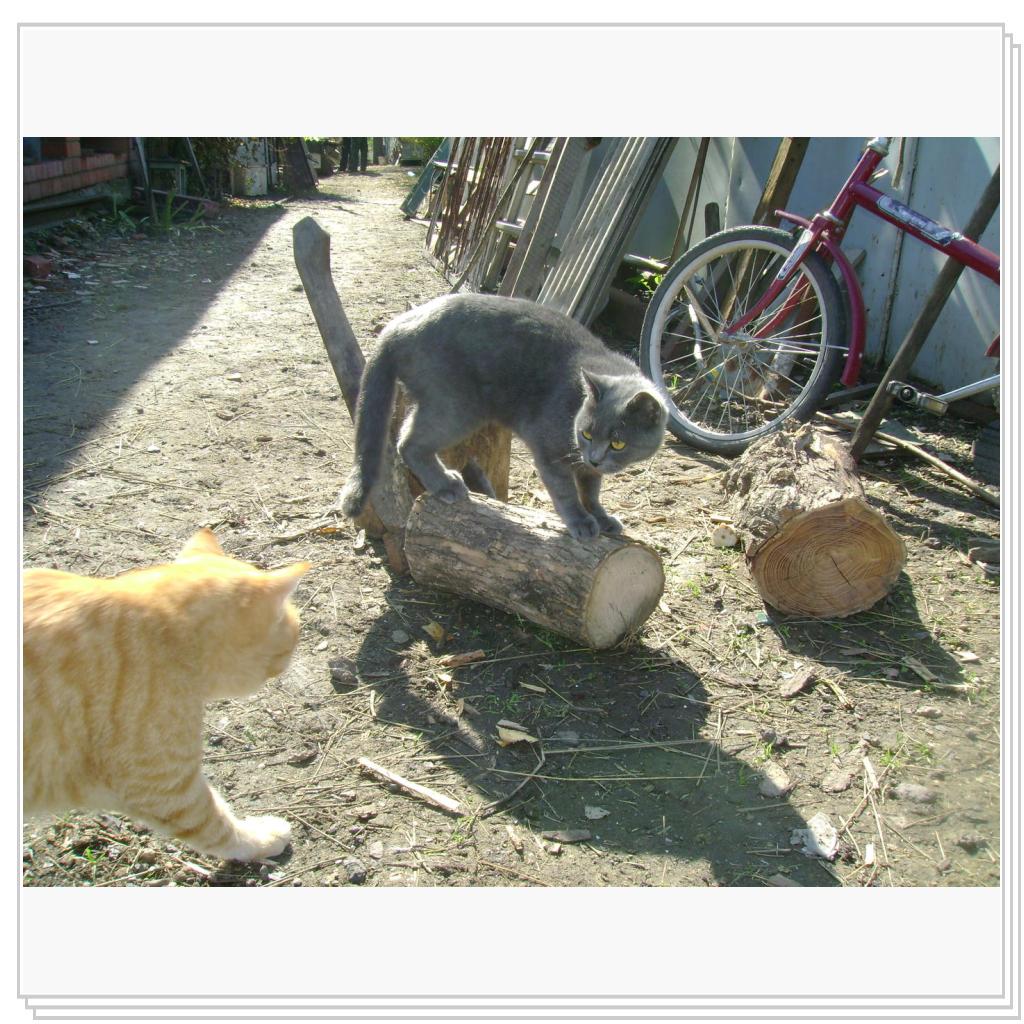 Рыжик мешает Люське позировать на камеру :)))