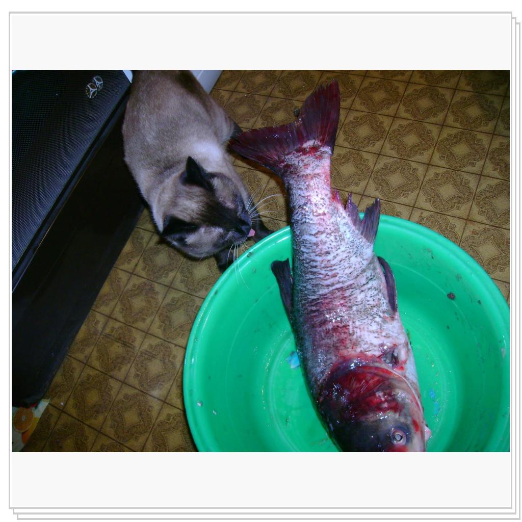 удачная рыбалка