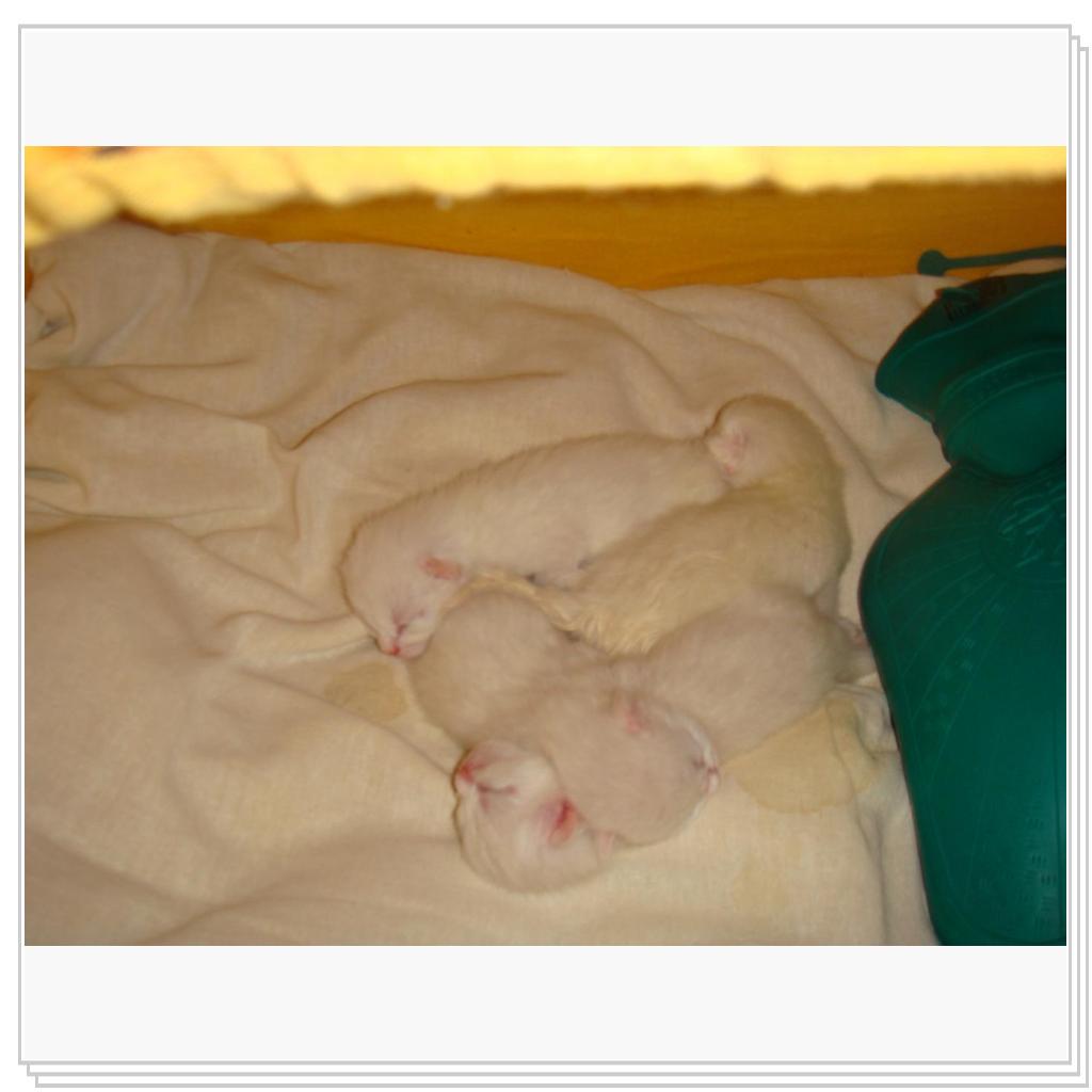 Белоснежки))