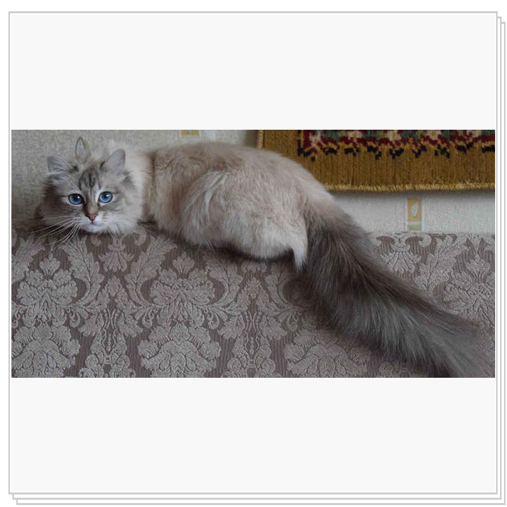 Нашла потерявшийся носок и догладывает его