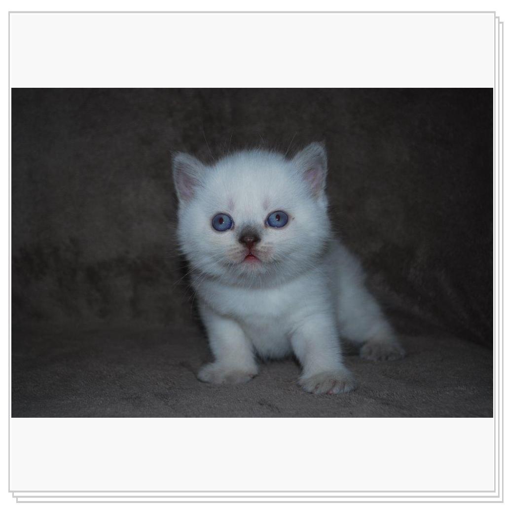 Питомник EMBERY