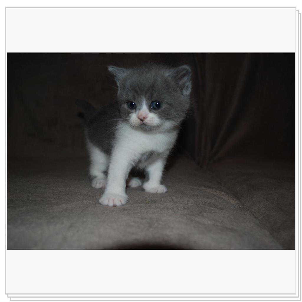 Питомник EMBERY