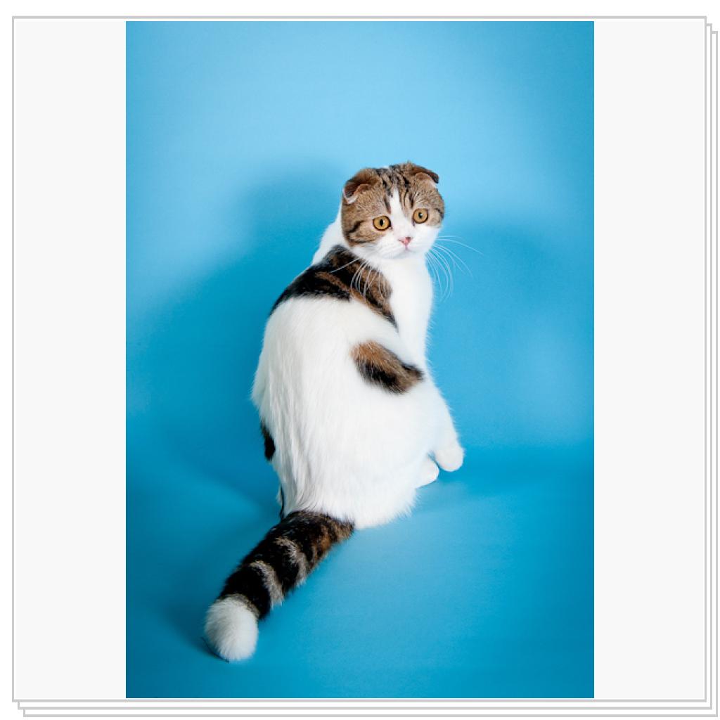 Хайди Клум!