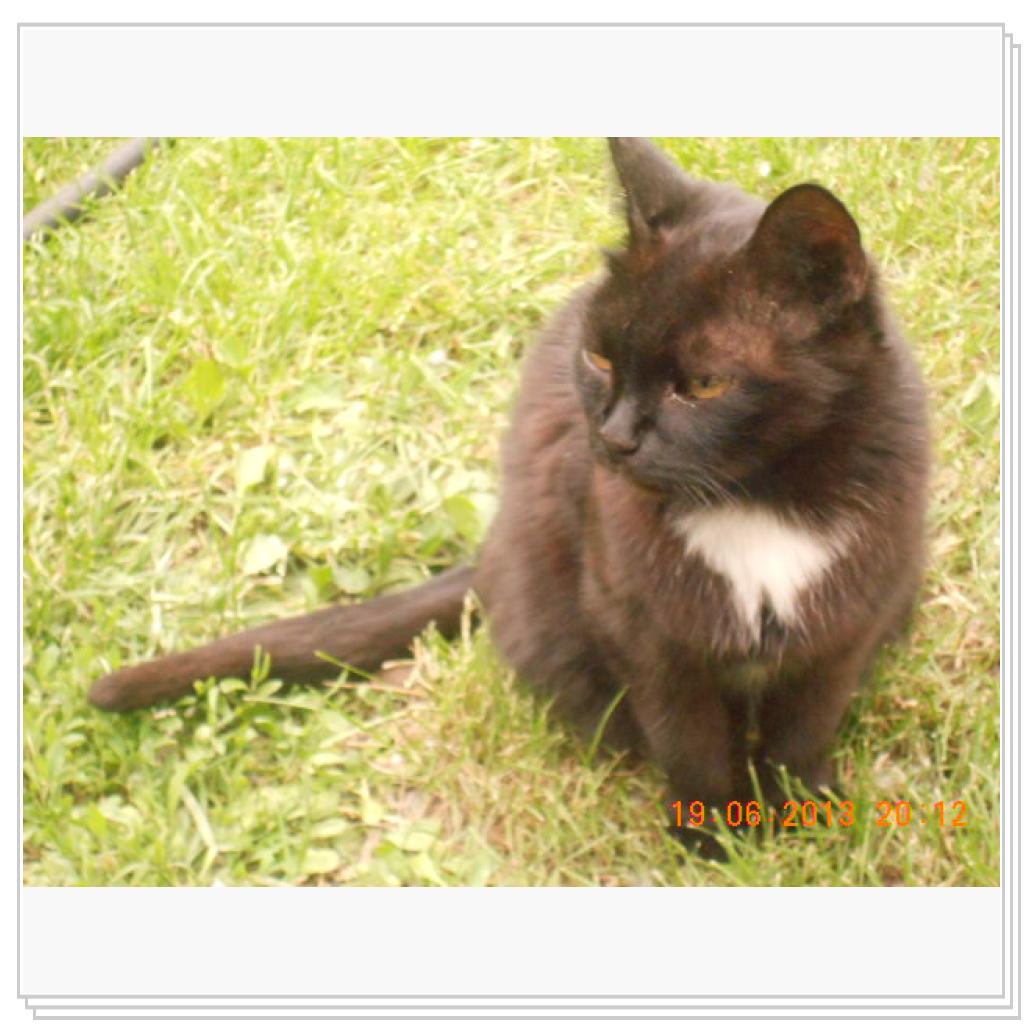 Мои Котэ С Дачи