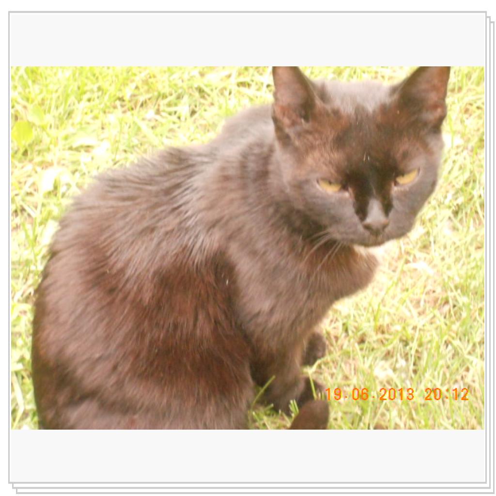 Мои Котэ С Дачи