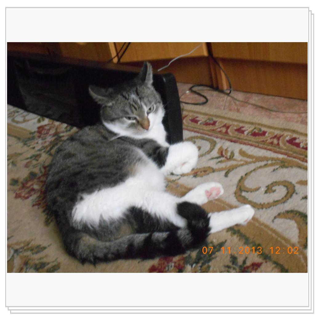 Барсик на коврике