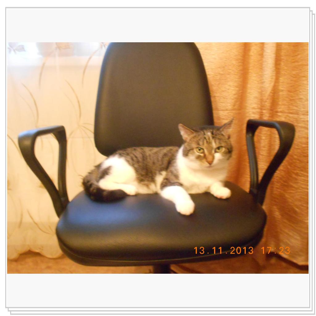 Барсик на компьютерном кресле