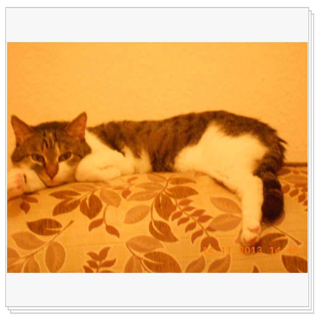 Барсик дрыхнет