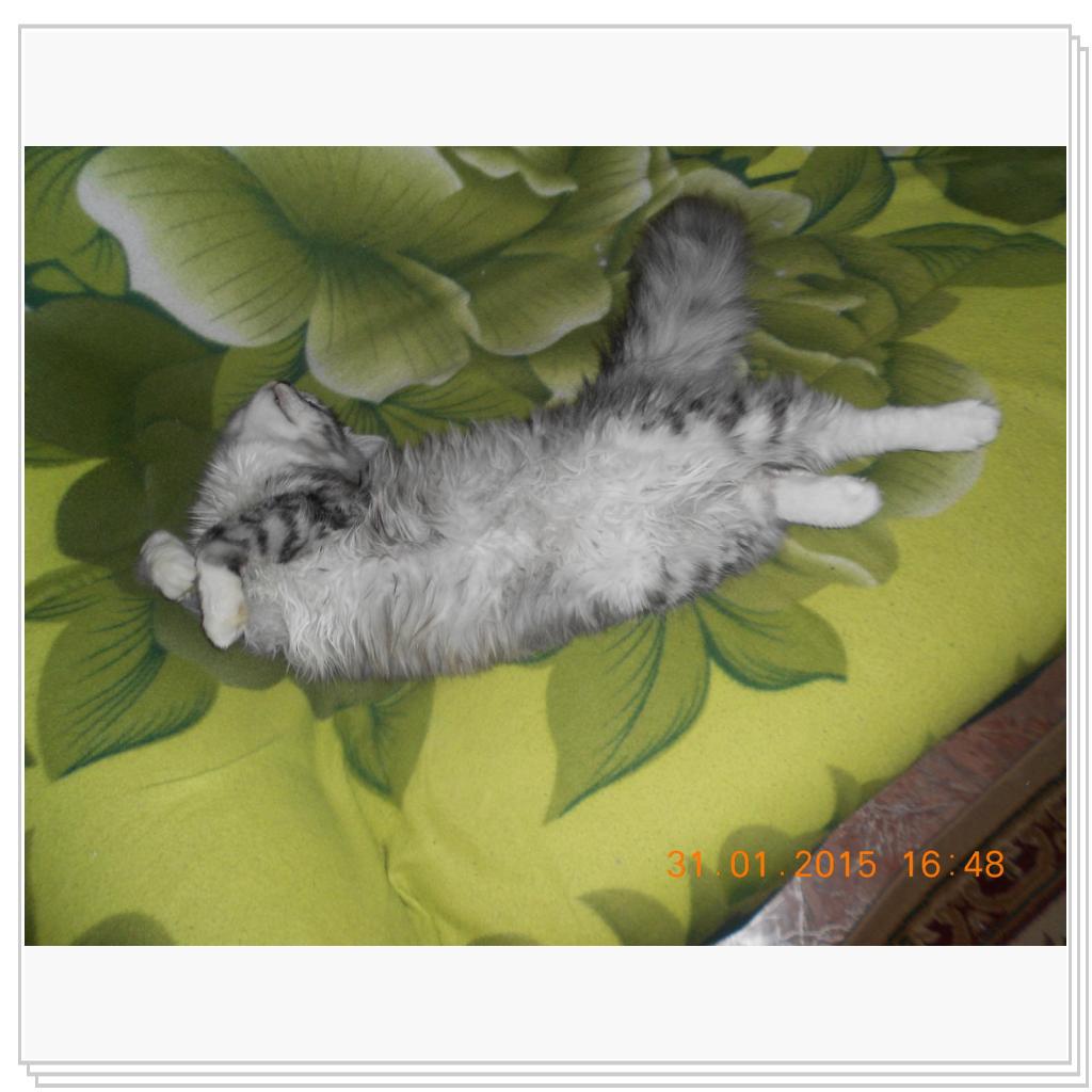 Вот Тишка вам