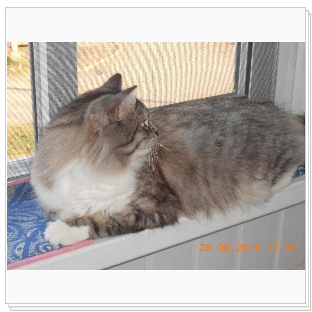 Вот Тишка вам