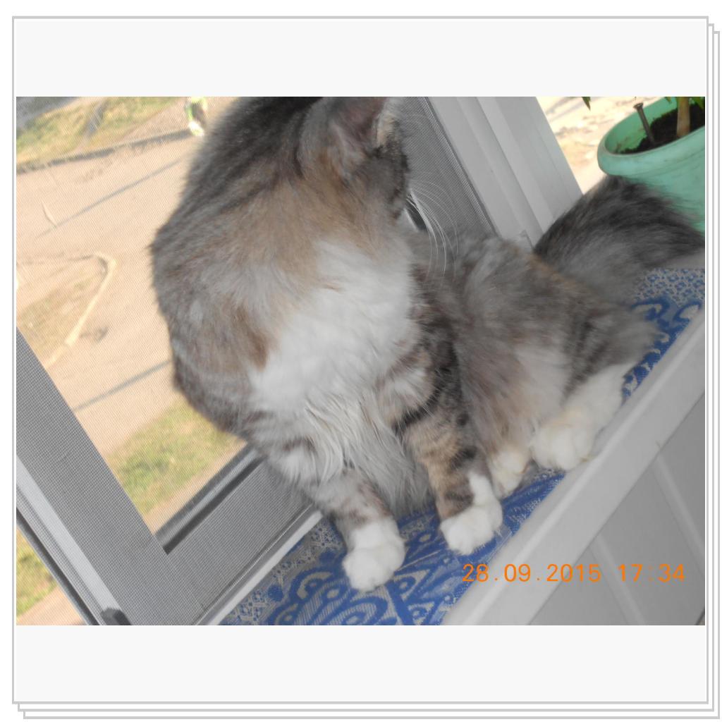 Вот Тишка вам