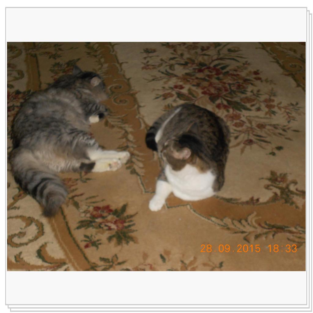 Тишка вот он