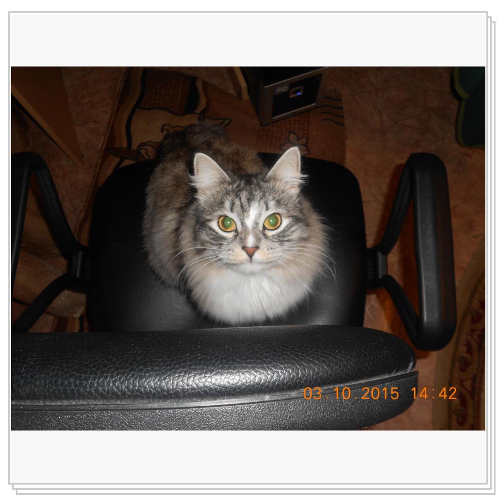 Тишка вот он