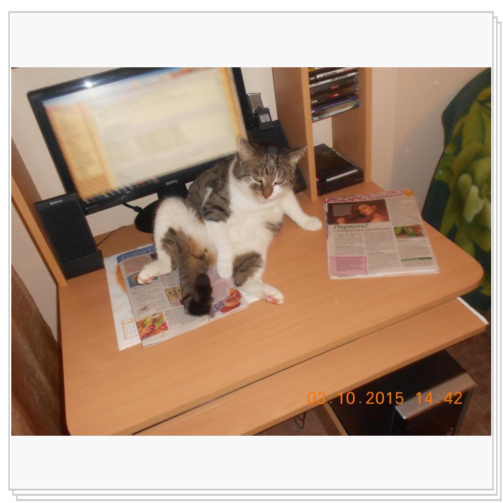 Вот Тишка вам