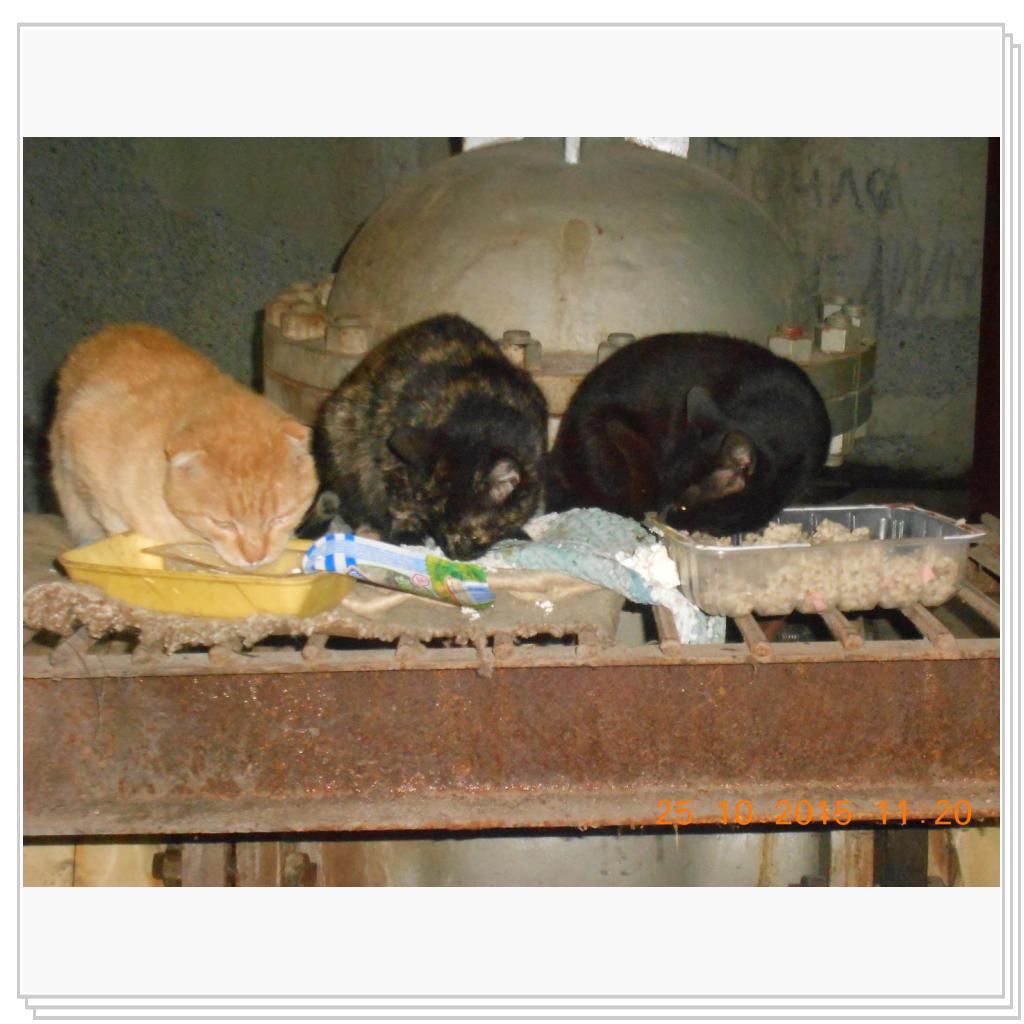 С улицы домой