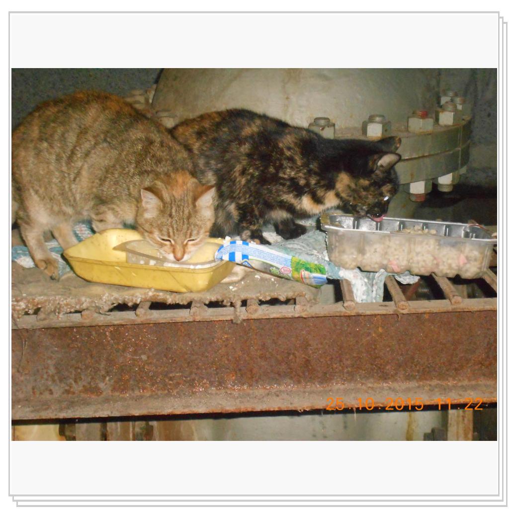 С улицы домой