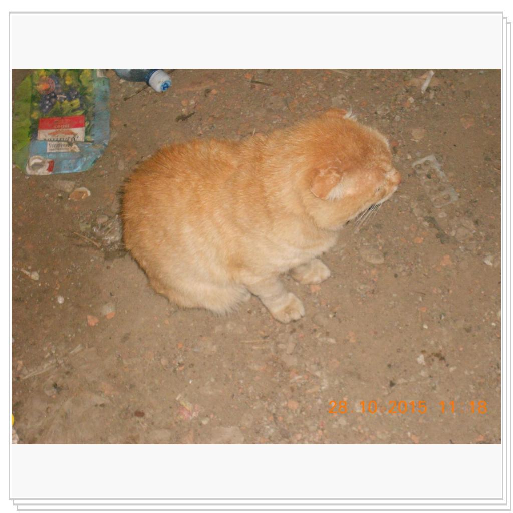 Кошки с теплотрассы