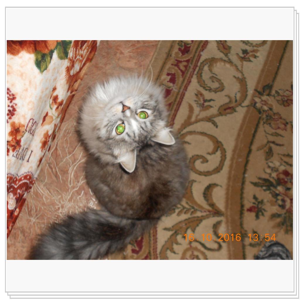 Тишка новые фото