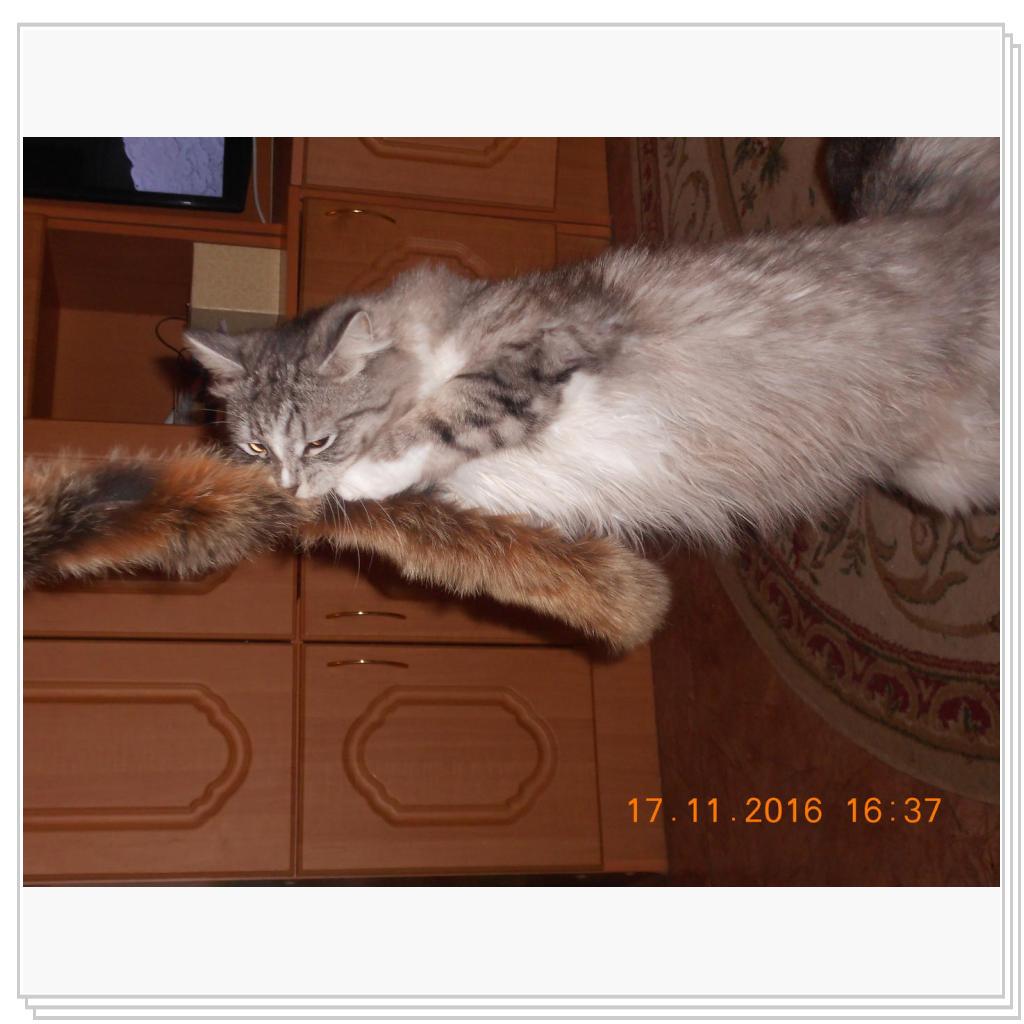 Тишка новые фото