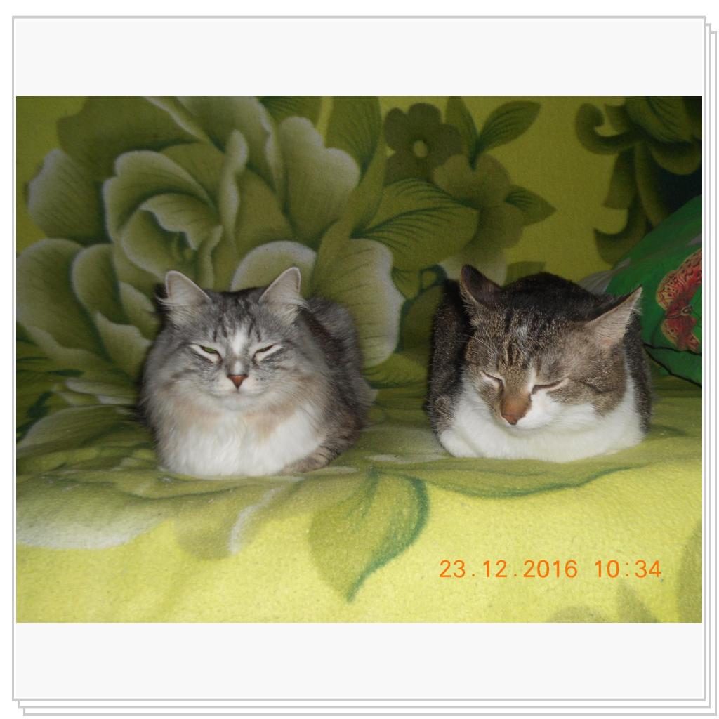 Тишка новые фото