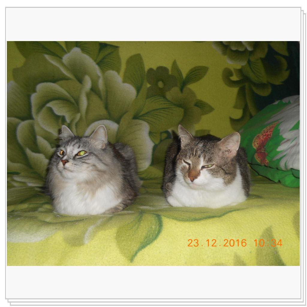 Тишка новые фото