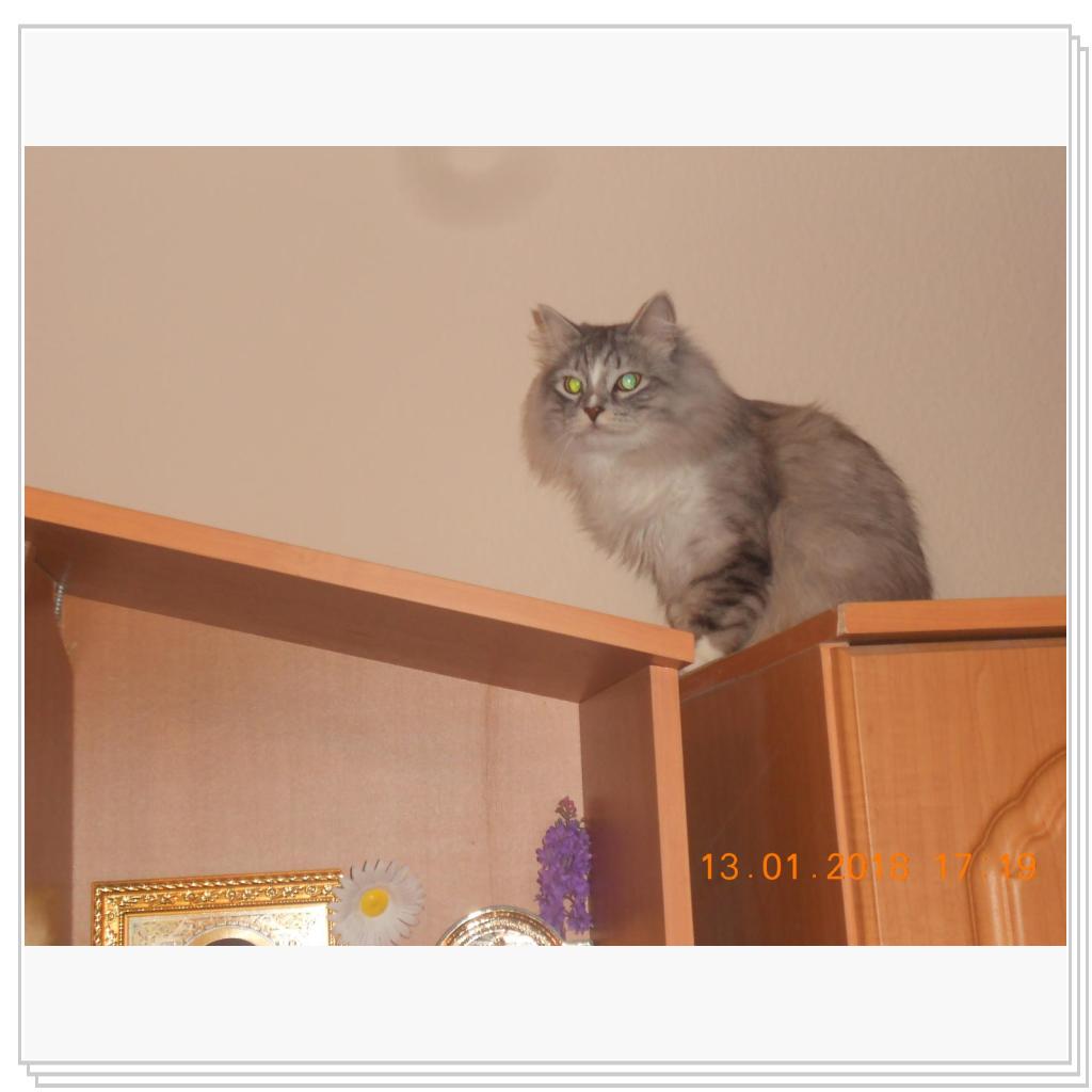 Тишка котишка