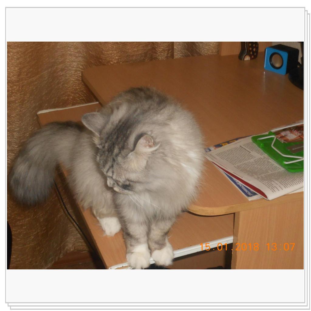 Мои котишки