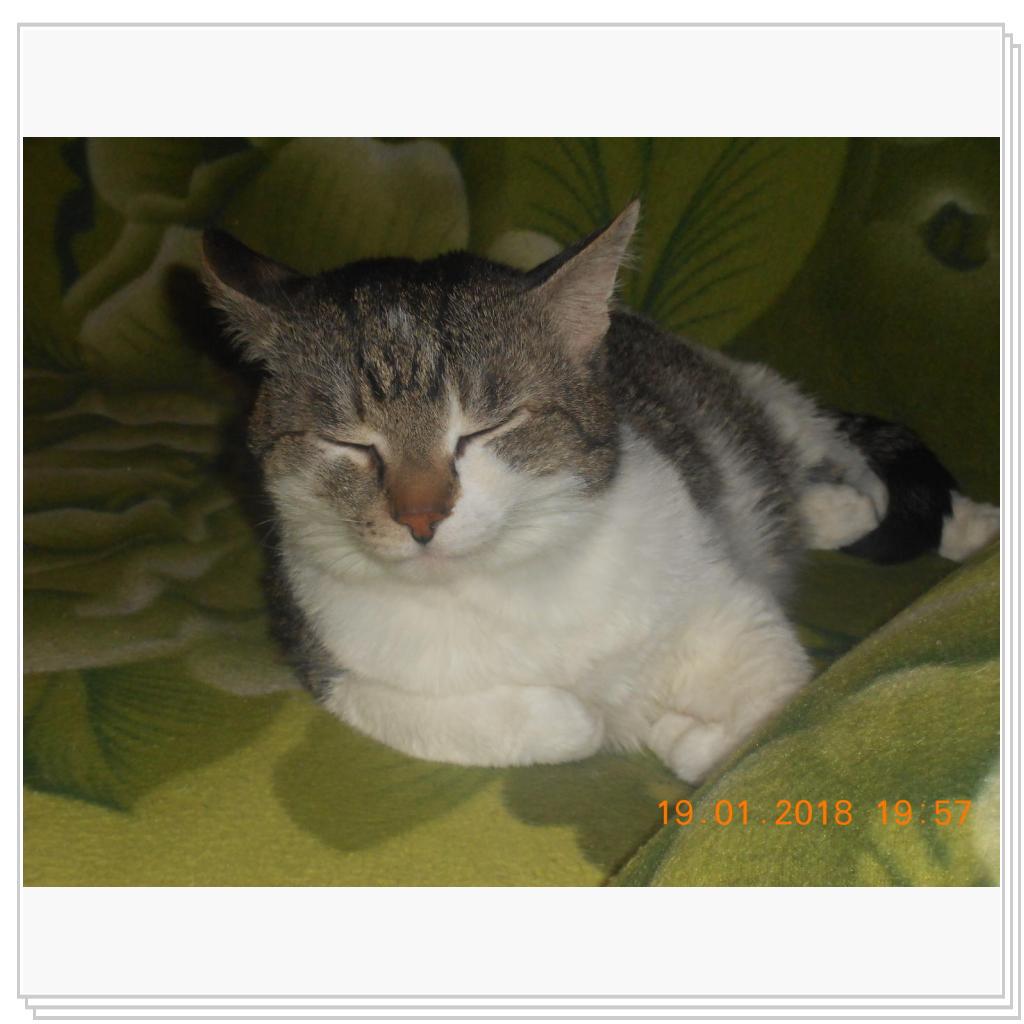 Барсик 14 лет.