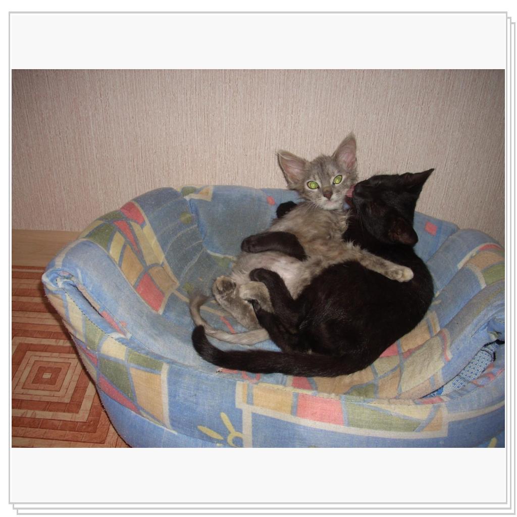 Такими их нам подкинули.