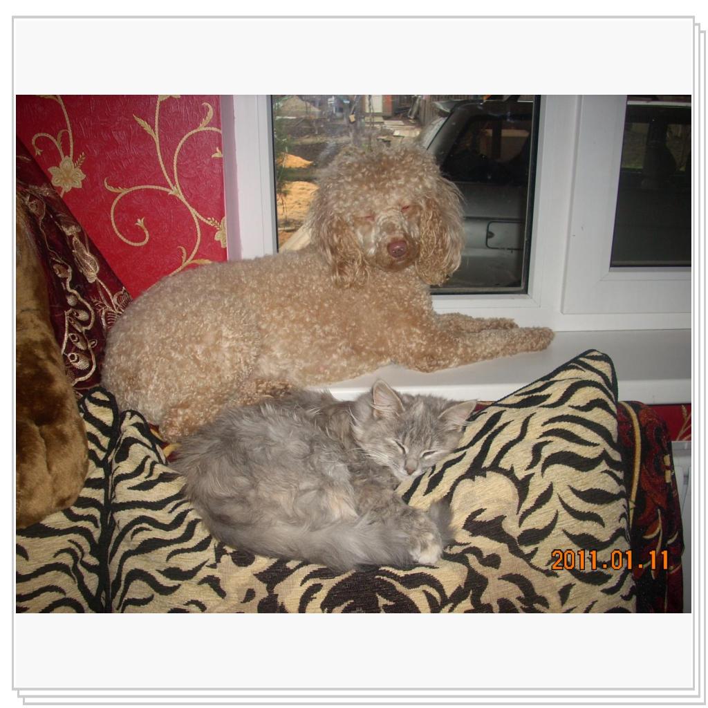 Подружки дремлют...