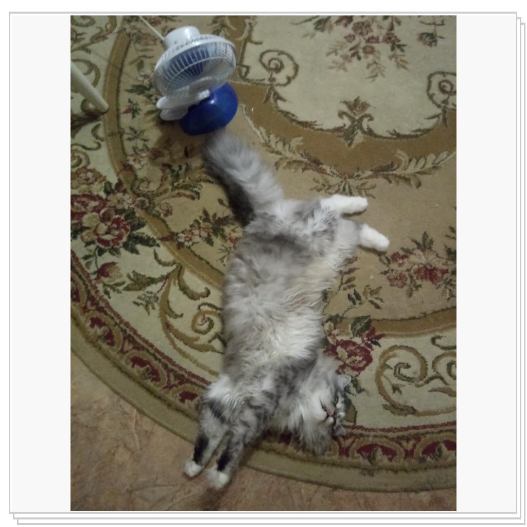 Тихон и Барсик