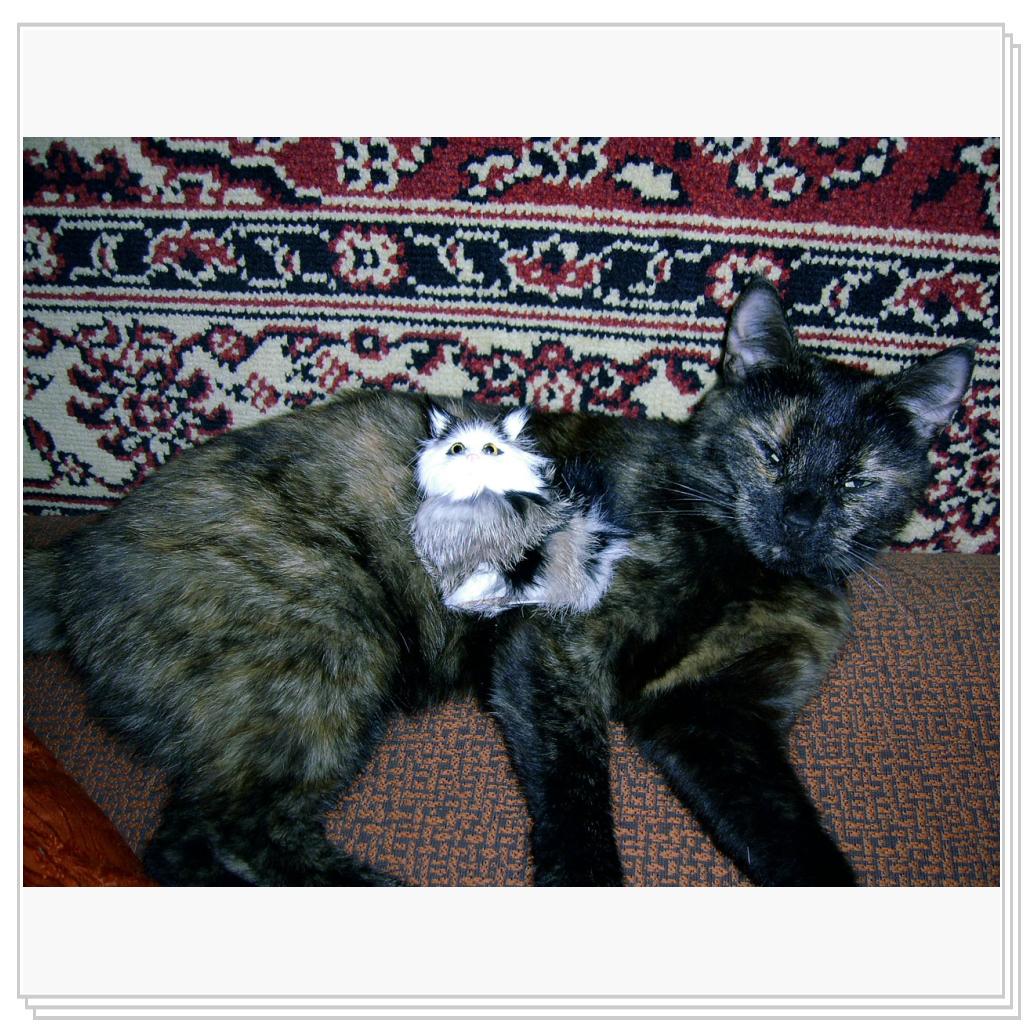 Мои питомцы