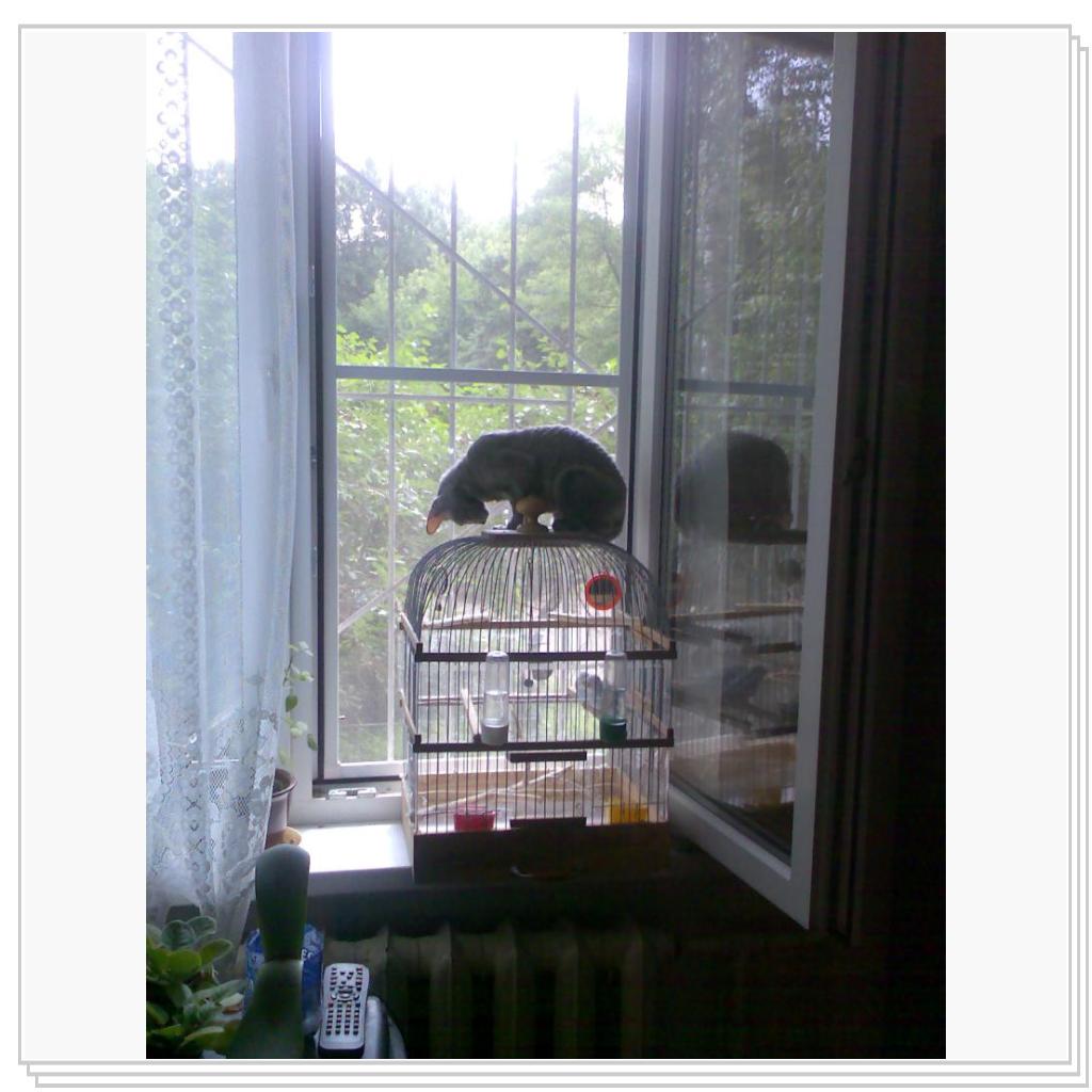 Птицы, я вас вижу, ау!!!!