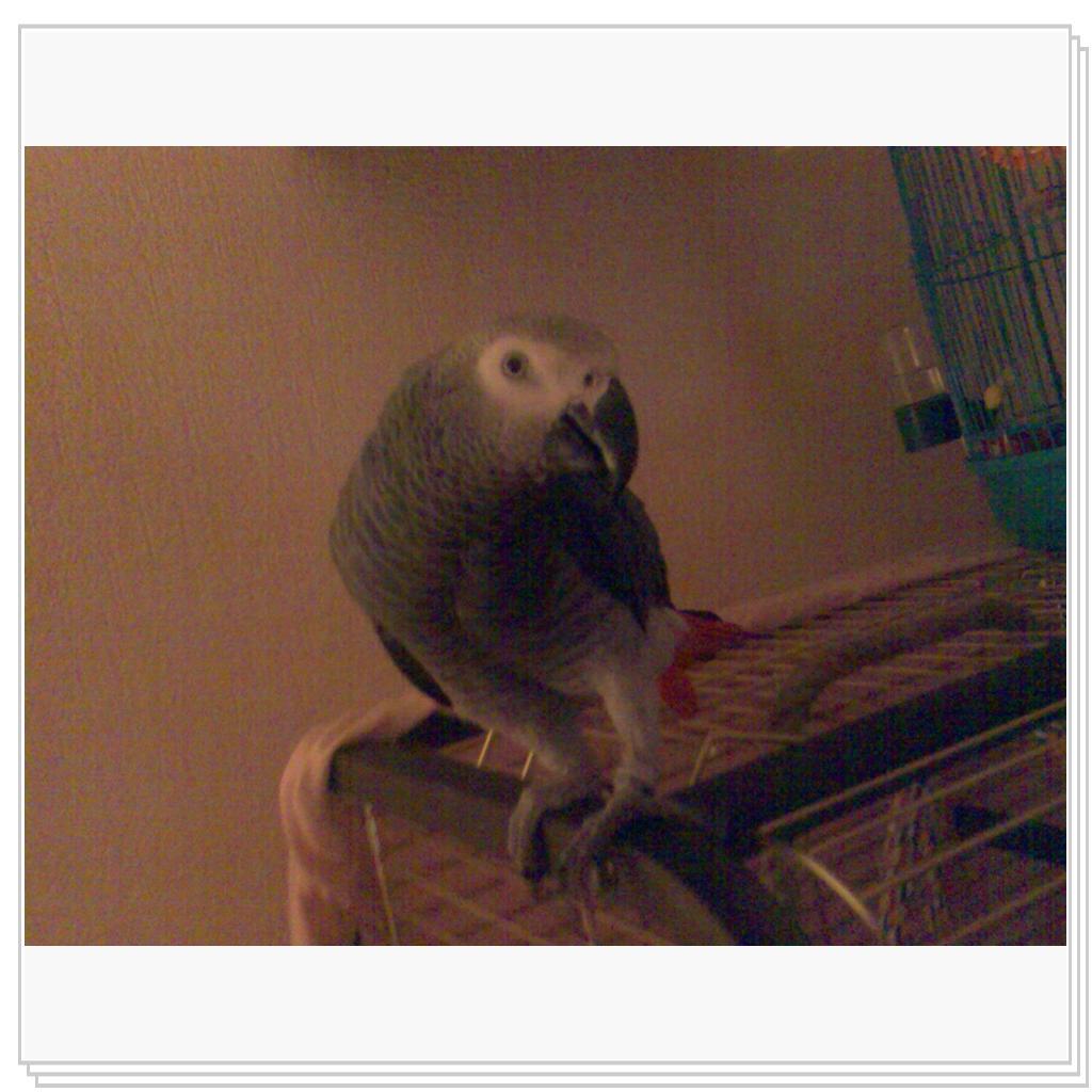 Пернатый брат