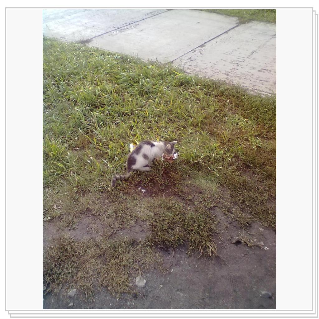 Бездомные Кошки