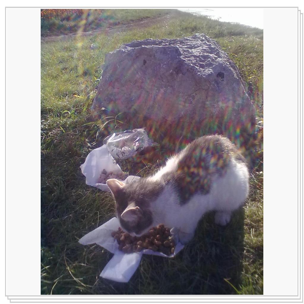 Бездомные Кошки