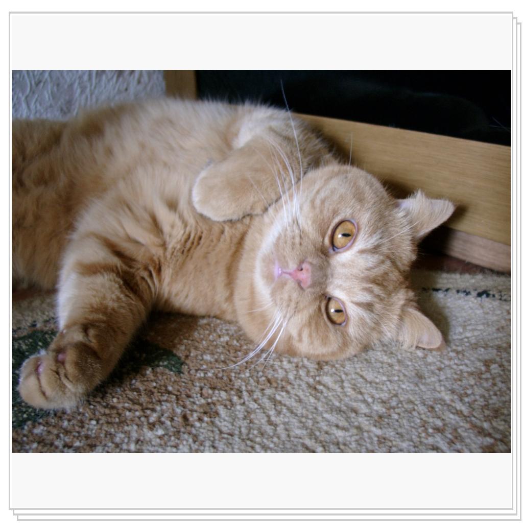 Мой рыжий Солнышко