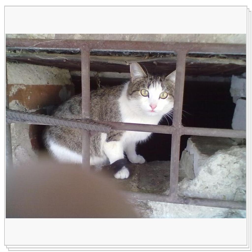 Мои Подопечные