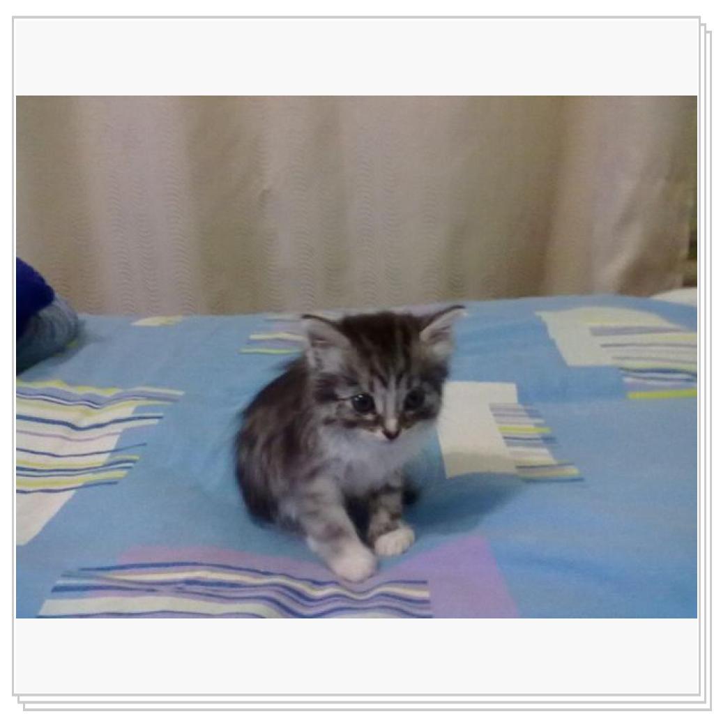 Дашенька чудо котёнок