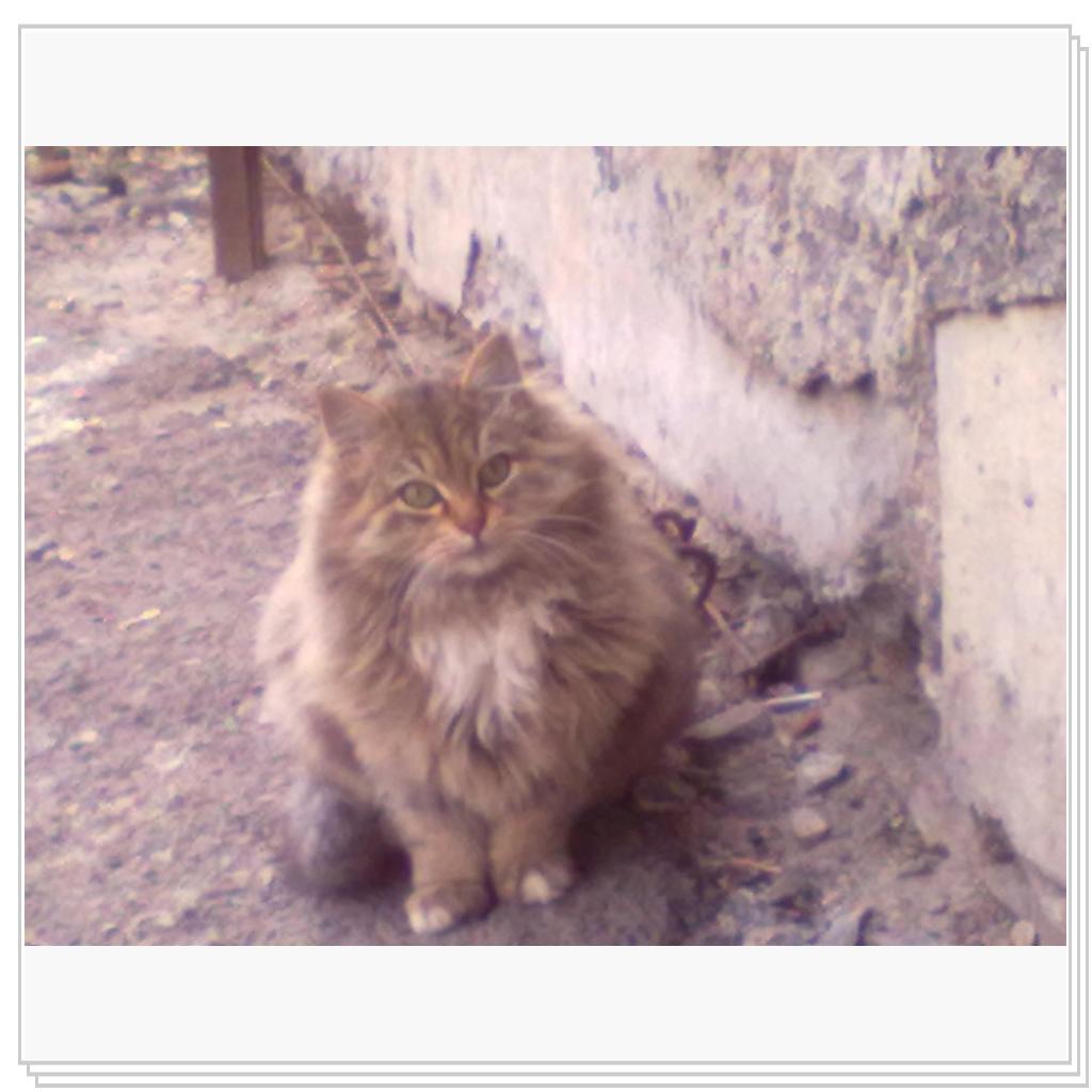 Шикарный котёнок