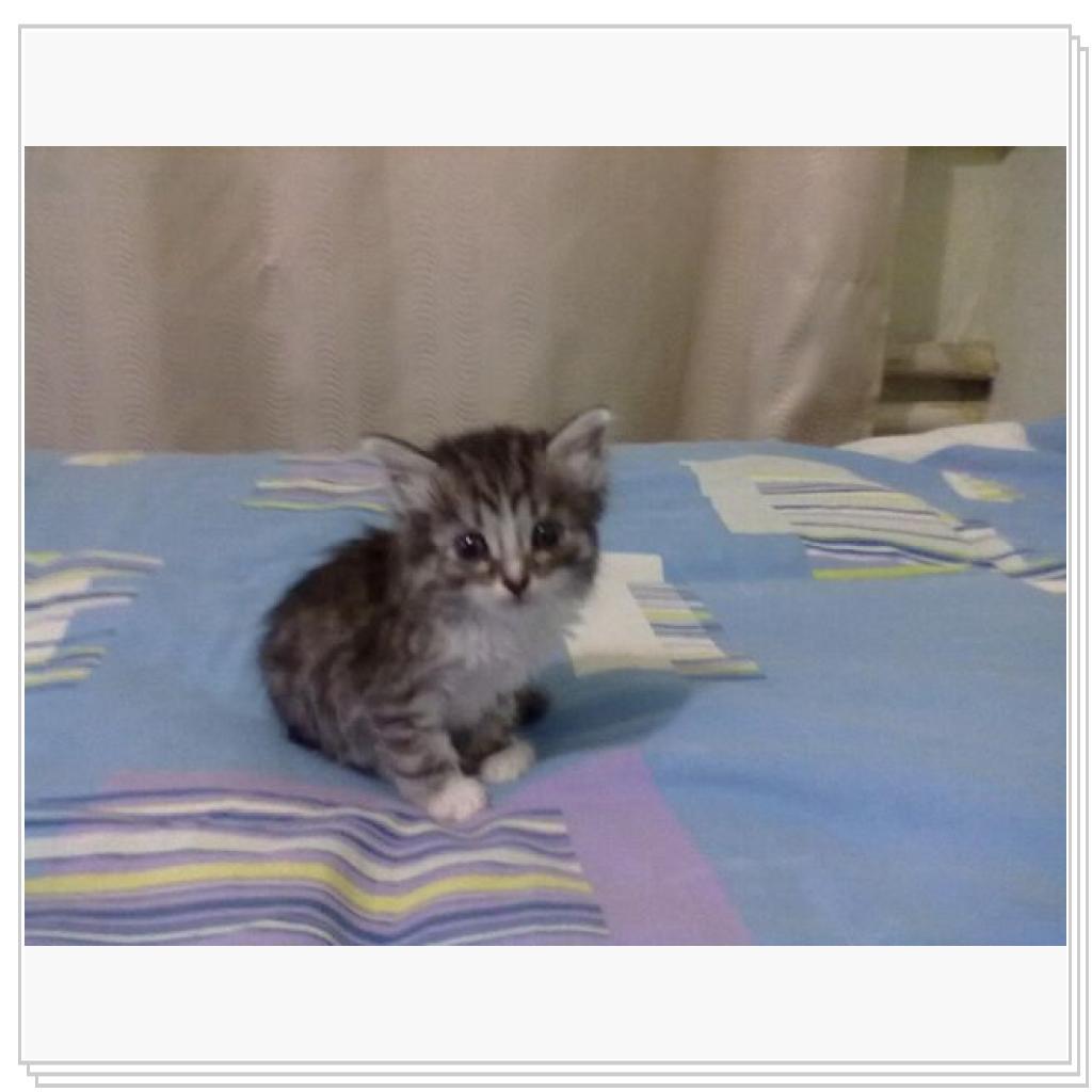 Дашенька чудо котёнок