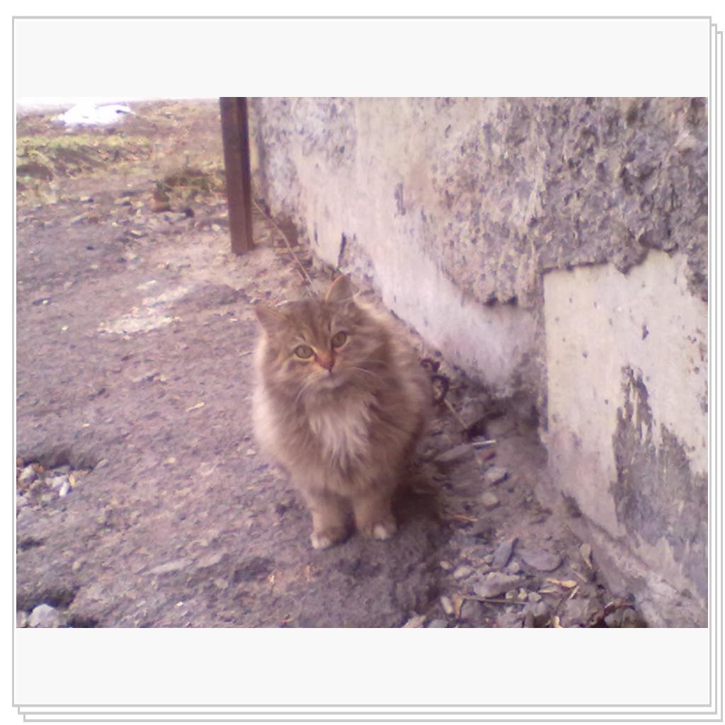 Шикарный котёнок