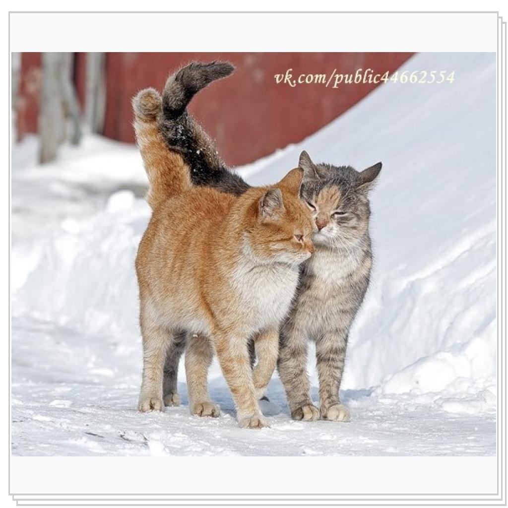 Просто кошки