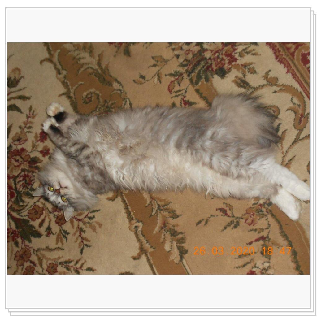 Тихон и Барсик