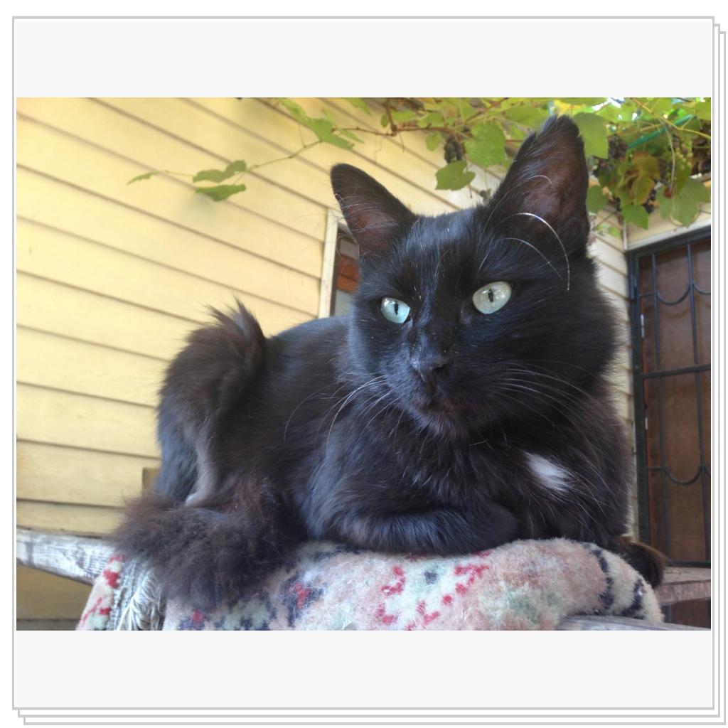 Барсук пушистый