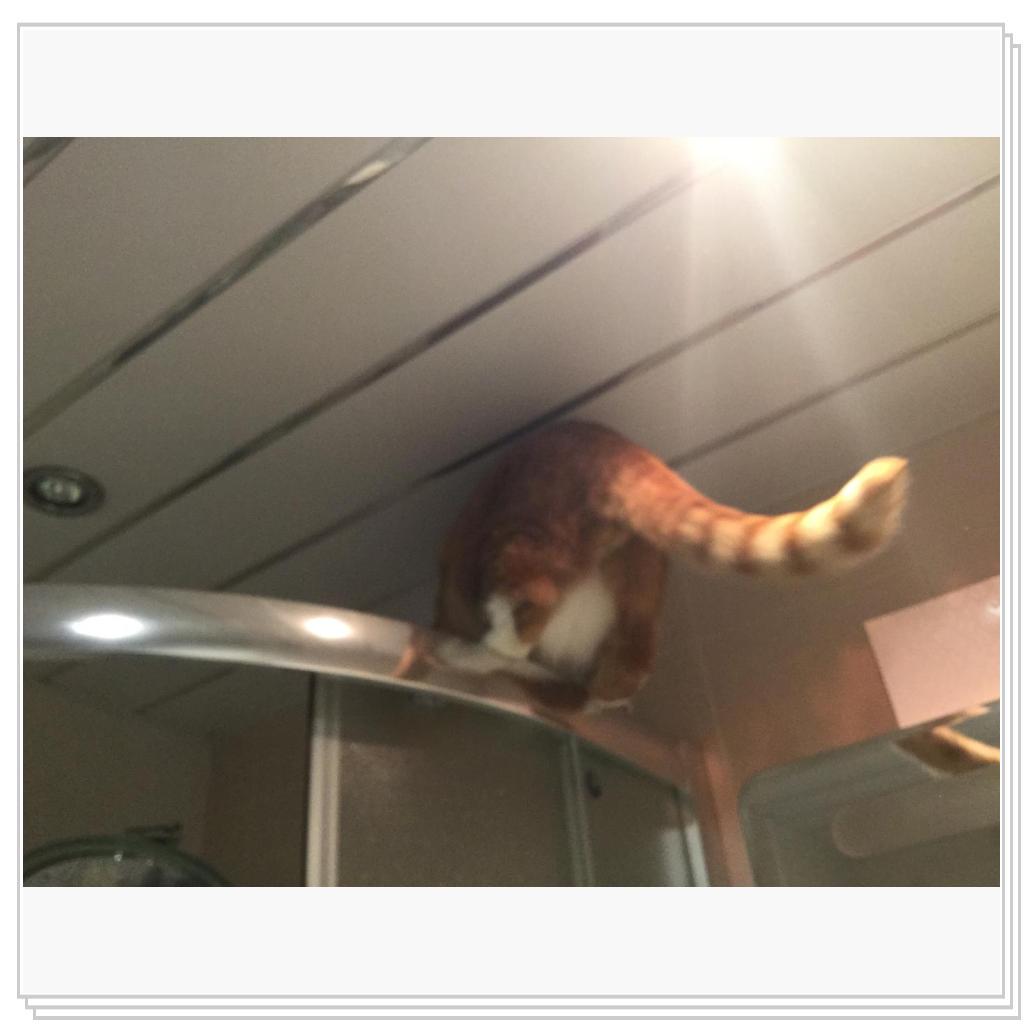 Поручик Рыжевский