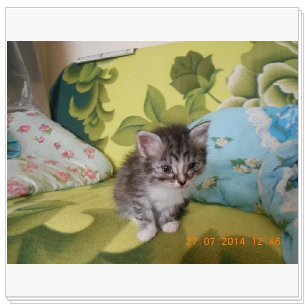 Дашенька чудо котёнок